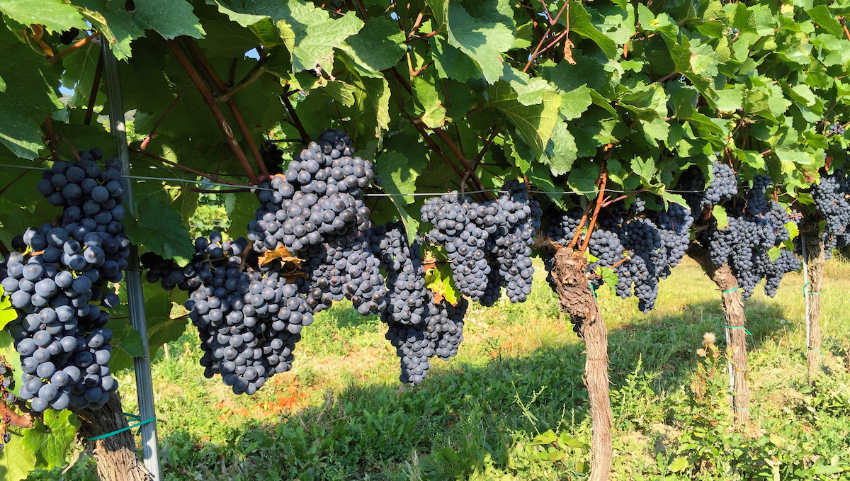 Wines Shop Nicolas Webよりお知らせ